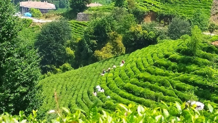 ÇAYKUR' Haziran Ayı Yaş Çay Bedelleri 31 Temmuz'da Hesaplara Yatıyor